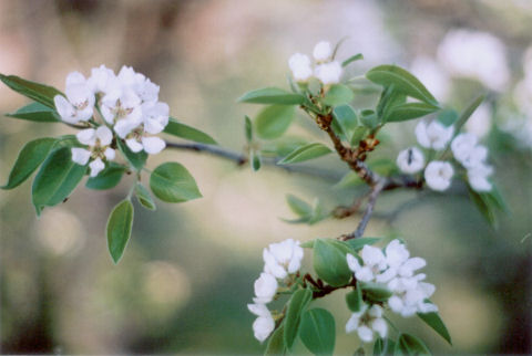 pear blossoms